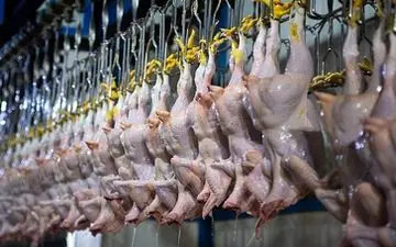  مرغ‌ها رهگیری می‌شوند