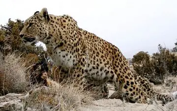 حمله خونین پلنگ به مرد لرستانی 