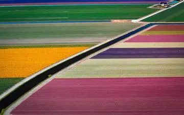 تصاویری بهشتی و حیرت آور از مزارع زیبای لاله در کشور هلند