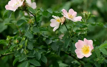 محیط رشد و ساختار گل نسترن