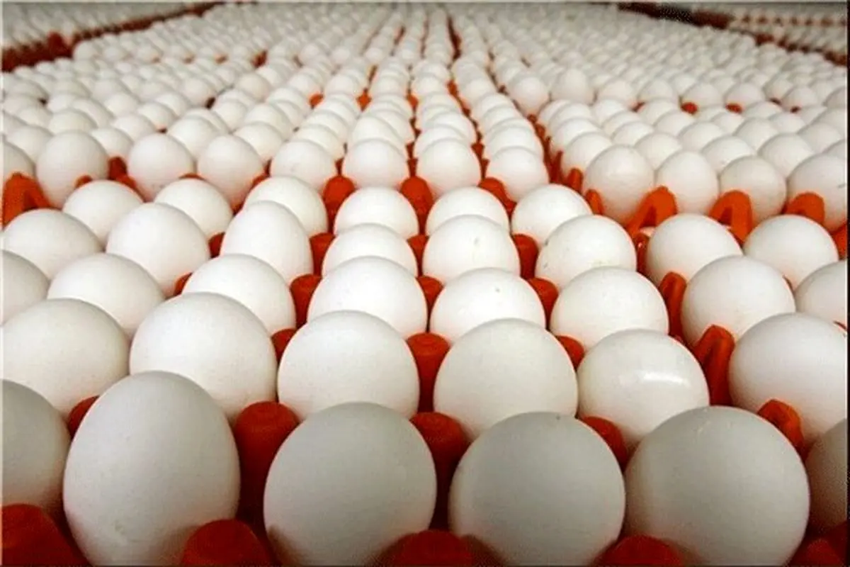 کاهش قیمت تخم مرغ؛وعده ای که محقق نشد!