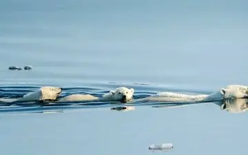  عکس منتخب نشنال جئوگرافیک | درس شنا