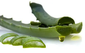 معجزه آلوئه ورا