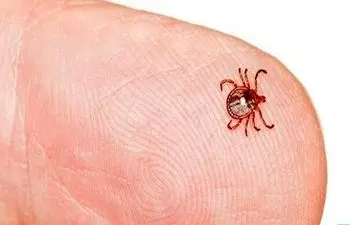  بیماری لایم را بشناسید