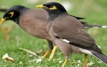 مرغ های مینای زیبا با شیوع ویروس کرونا در چمن های بلوار کشاورز مشغول بازی گوشی شدند