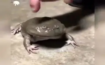 ویدیو/ این قورباغه موقع احساس خطر جیغ می‌رند/ جالب است حتما ببینید!