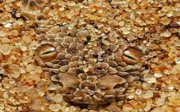 عکس/ استتار زیبای مار برای شکار