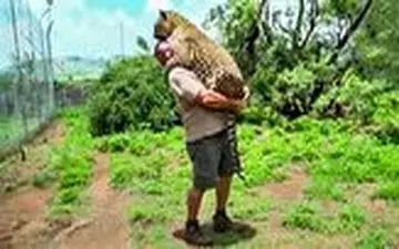 رفاقت شگفت انگیز یک مرد با حیوانات وحشی