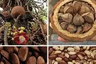 آجیل برزیلی و خطرات آن

