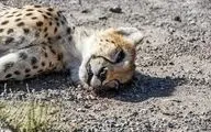 کشف لاشه دو توله پلنگ ایرانی 