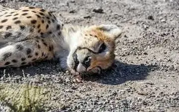 کشف لاشه دو توله پلنگ ایرانی 