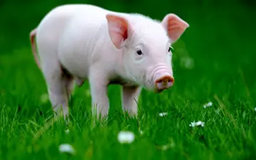 به دنیا آمدن یک حیوان عجیب الخلقه + فیلم