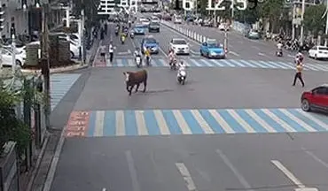 حمله یک گاو به زن موتورسوار در خیابان 