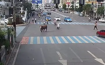 حمله یک گاو به زن موتورسوار در خیابان 