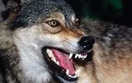 چالدران در وحشت/ حمله خونین گرگ‌های گرسنه