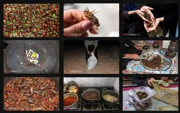 بازار گرم خرید و فروش جیرجیرک / هر پرس 5 هزار تومان + عکس

