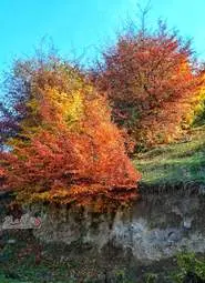 گزارش تصویری | گیلان؛ مقصدی رویایی برای عاشقان پاییز