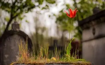  آیا «نظریه تشییع جنازه» باعث ایجاد حس خوشبختی می‌شود؟