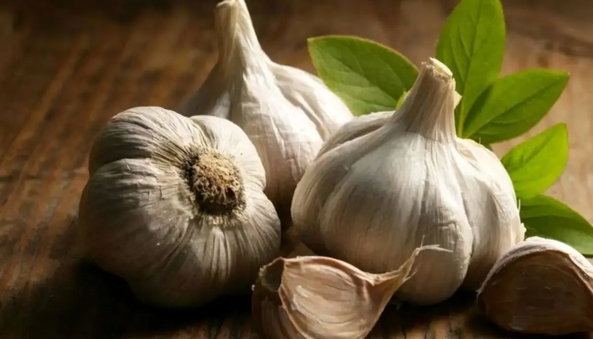 آیا سیر خام ناشتا واقعا برای کاهش وزن مفید است؟