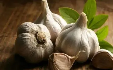 آیا سیر خام ناشتا واقعا برای کاهش وزن مفید است؟