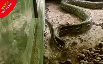 فرار مار پیتون غول‌پیکر از مرکز حیات‌وحش! +فیلم 