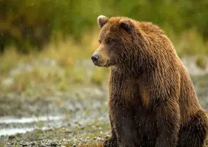 جراحت خرس قهوه‌ای در لاریجان آمل بر اثر اصابت گلوله/ انتقال به مرکز تیمار حیات‌وحش و جستجو برای توله‌ها
