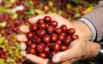 یک میوه بی نظیر برای درمان بی خوابی و اضطراب 