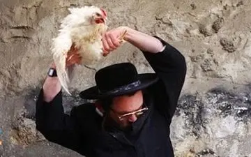 مرغی که از خجالت شهرک‌نشین صهیونیست درآمد +فیلم 