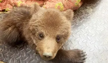  سیلاب در گیلان یک توله خرس را از مادرش جدا کرد