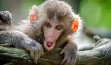 کشفی تازه درباره میمون‌ها