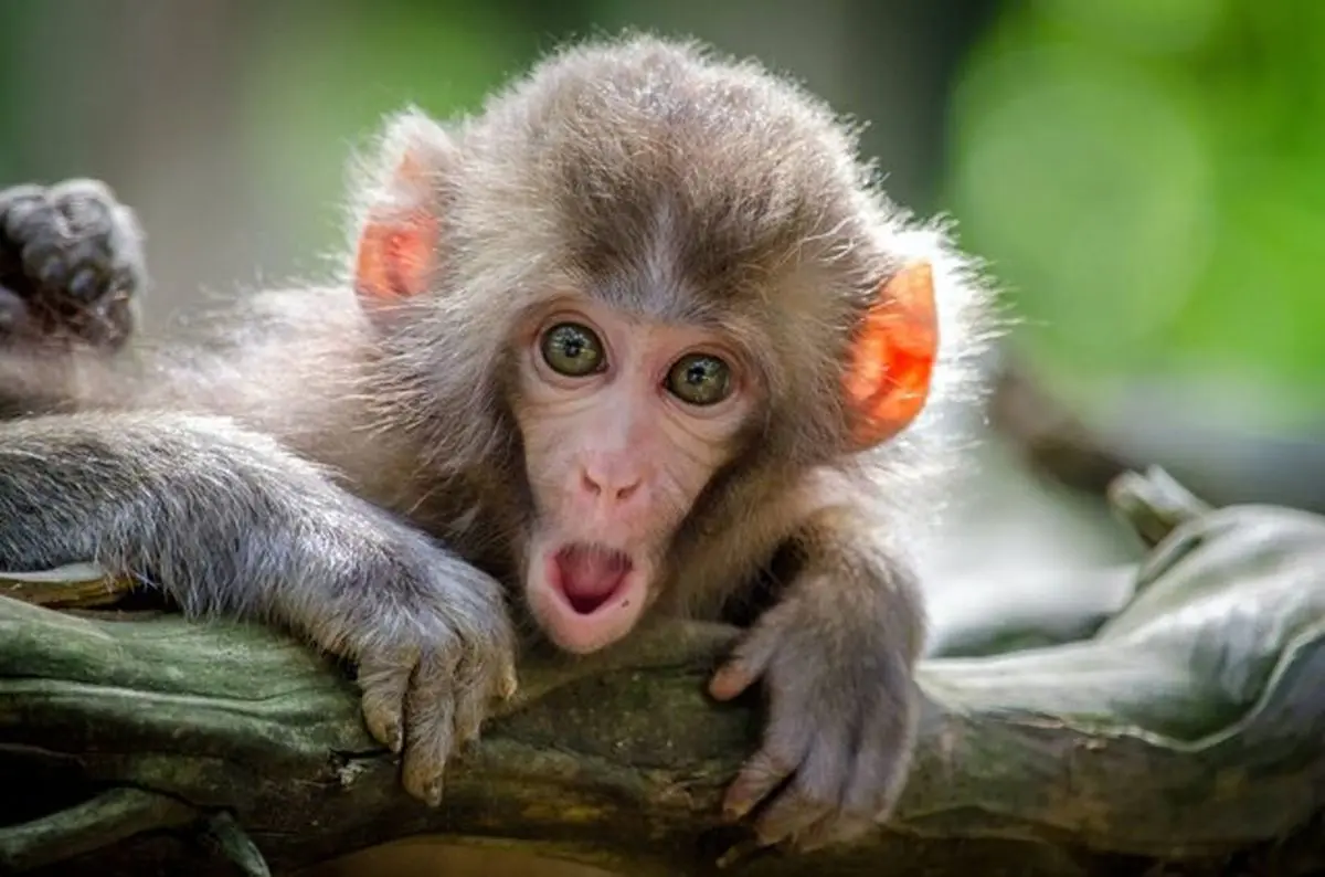 کشفی تازه درباره میمون‌ها