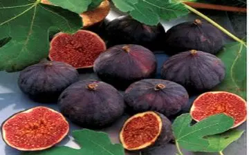  روش نگهداری انجیر تازه + نکات کاربردی!