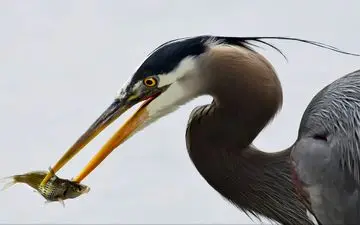  عکس منتخب نشنال جئوگرافیک | عصرانه حواصیل