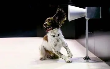 عکسی از آموزش سگ ها برای تشخیص کرونا 