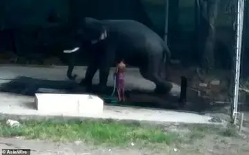 له شدن مرد جوان هندوستانی زیر فیل!