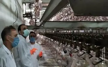 بازدید سرزده مدیرکل دامپزشکی استان کرمانشاه از کشتارگاه های صنعتی طیور