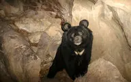 
مدیر کل محیط زیست سیستان و بلوچستان:
پایش زیستگاه خرس سیاه در شهرستان سرباز آغاز شد
