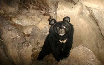 
مدیر کل محیط زیست سیستان و بلوچستان:
پایش زیستگاه خرس سیاه در شهرستان سرباز آغاز شد
