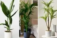 6 گیاه آپارتمانی حساس که نیاز به مراقبت ویژه دارند (+عکس)