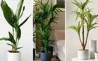 6 گیاه آپارتمانی حساس که نیاز به مراقبت ویژه دارند (+عکس)