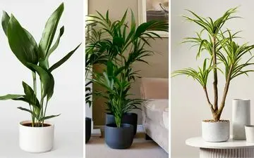 6 گیاه آپارتمانی حساس که نیاز به مراقبت ویژه دارند (+عکس)