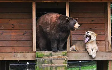 نبردی مهیج میان شیر و خرس + فیلم 