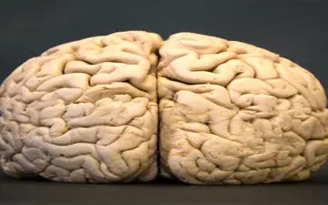 حشیش باعث بروز تغییراتی در ساختار مغز می‌شود