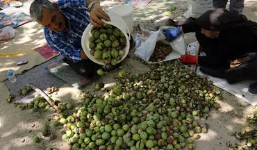 پیش‌بینی برداشت بیش از ۱۳هزار تُن گردو از باغات نهاوند