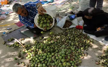 پیش‌بینی برداشت بیش از ۱۳هزار تُن گردو از باغات نهاوند