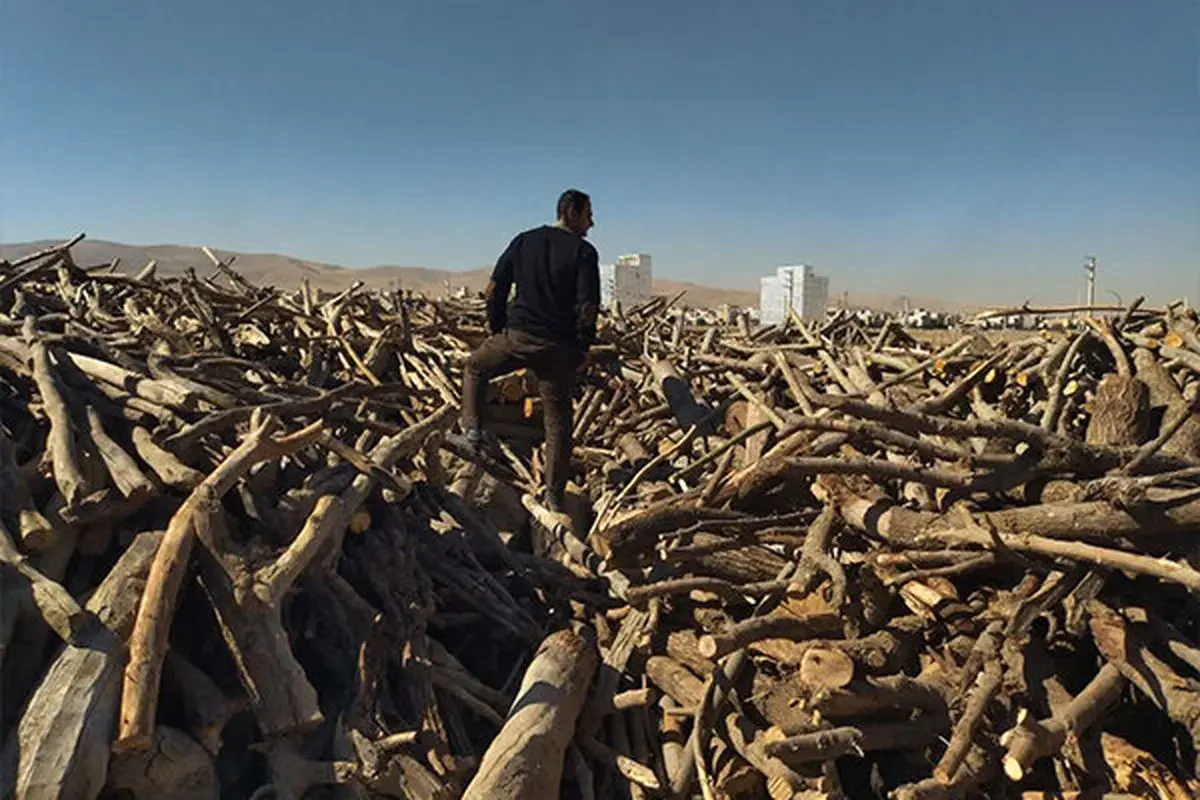 کشف چوب قاچاق بلوط در یکی از کارگاههای چوببری کرمانشاه