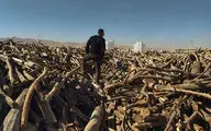 کشف چوب قاچاق بلوط در یکی از کارگاه‌های چوب‌بری کرمانشاه