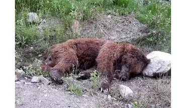 تصادف مرگبار با توله خرس قهوه ای در کرج 