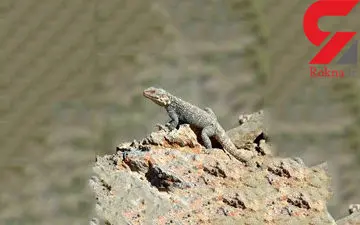 جنگ فوق العاده سوسمار و یک پرنده ی کوچک+فیلم 