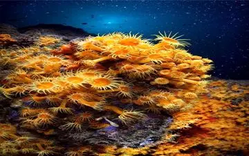 عکس منتخب نشنال جئوگرافیک | ستارگان زیر آب